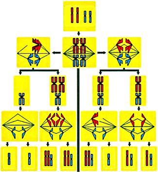 05 - (Uerj 2017) Considere um animal que possui oito cromossomos em suas células diploides. Nos esquemas A e B, estão representadas duas células desse animal em processo de divisão celular.