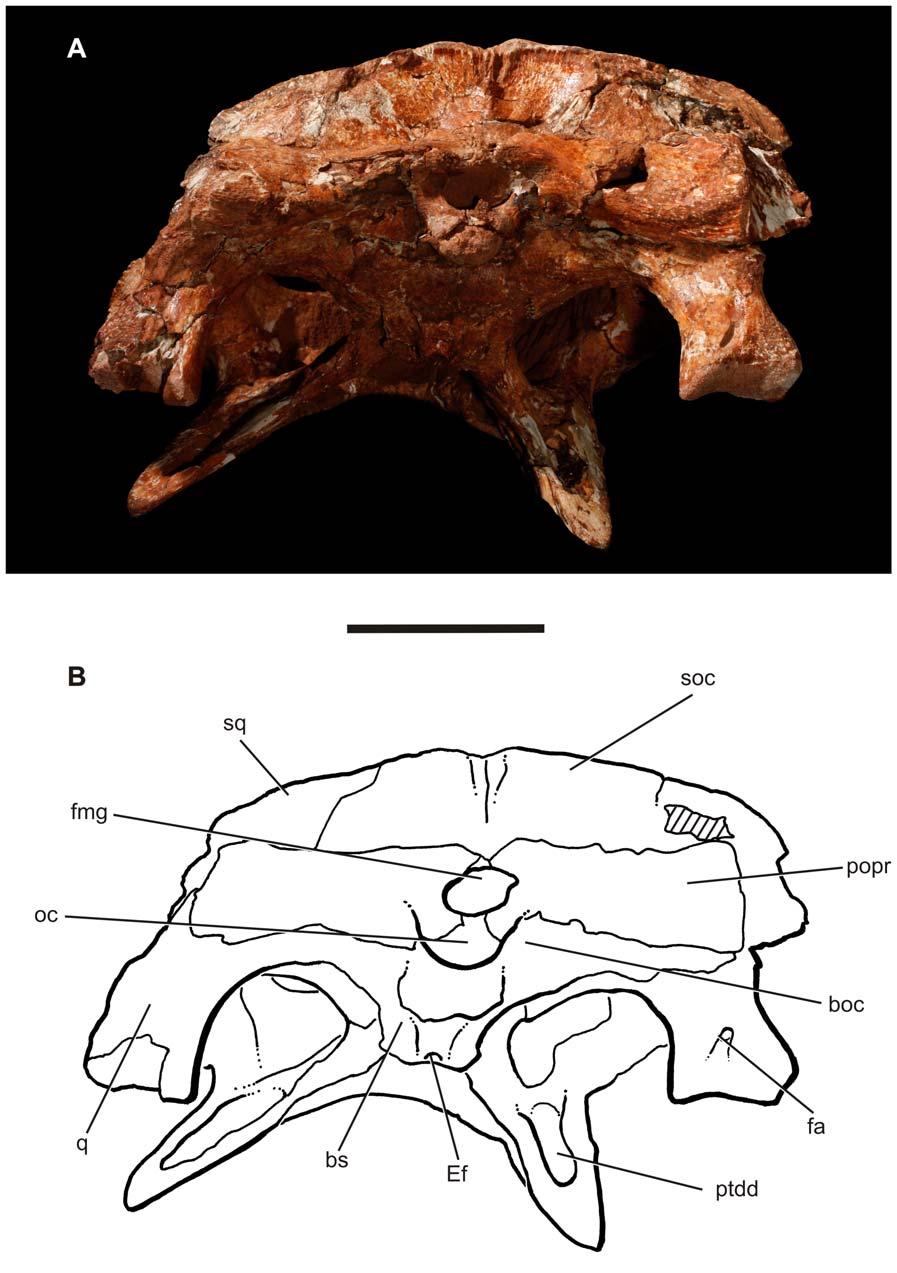 A New Baurusuchid from Brazil Figure 5. Skull of the baurusuchid Pissarrachampsa sera (LPRP/USP 0019, holotype). A) occipital view; B) interpretive drawing of the occipital view.