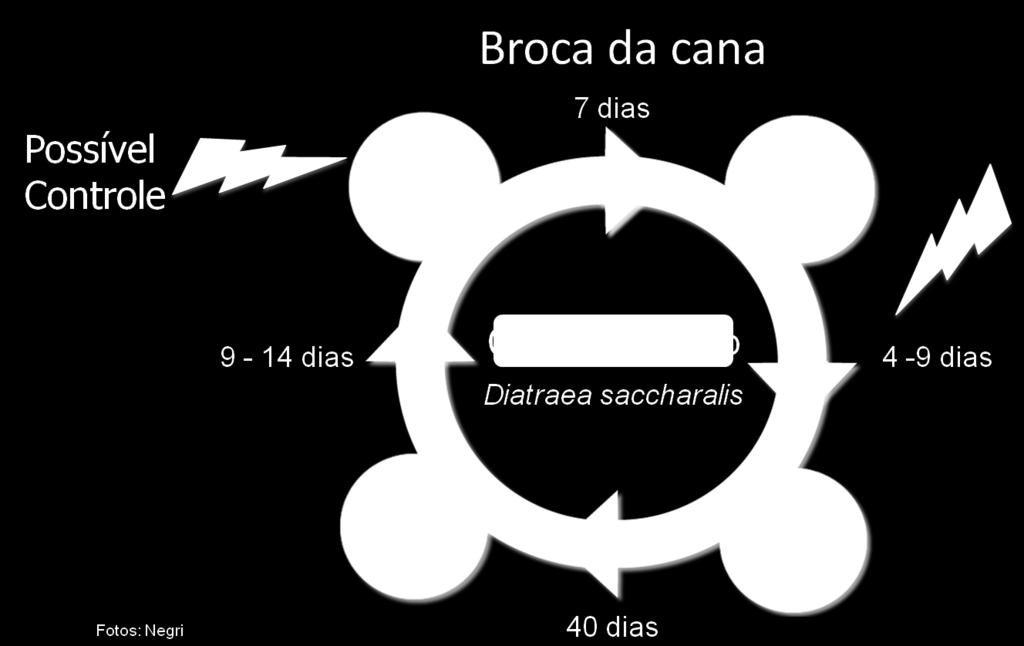 Monitoramento semanal até florescimento