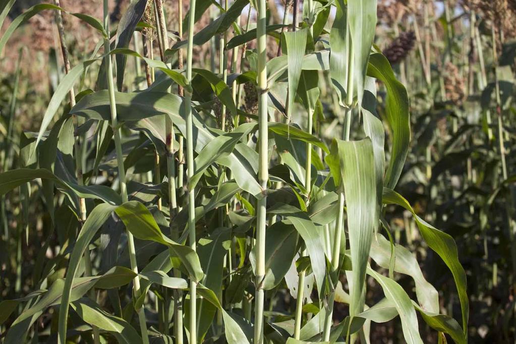 Conclusões A cultura do Sorgo é técnica, exige cuidados e conhecimentos específicos Desafios da cultura são mais agrícolas que industriais porém há necessidade de resposta para ambos Nossos esforços