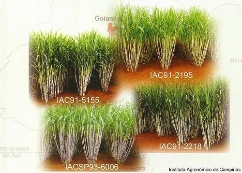 Variedades IAC Fonte: