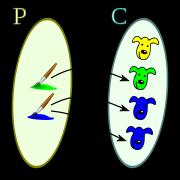 diagramas sagitais não