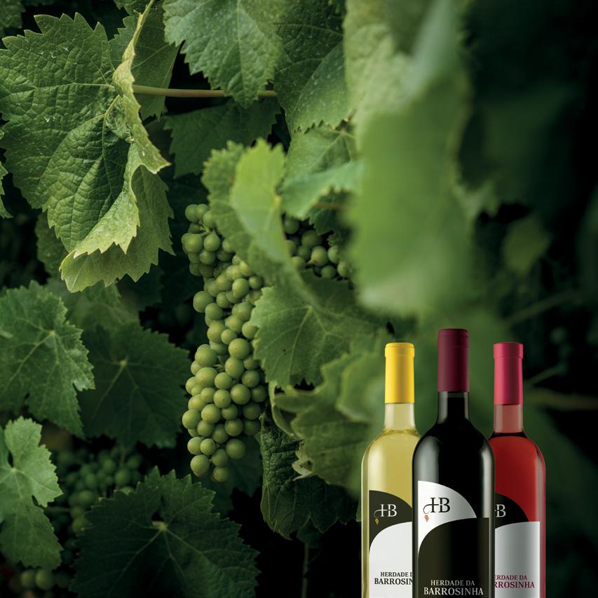 O portfólio dos vinhos da Herdade da Barrosinha é produzido exclusivamente a partir de uvas próprias, cultivadas na nossa vinha, com cerca de 100 ha, onde marcam presença as castas tradicionais da