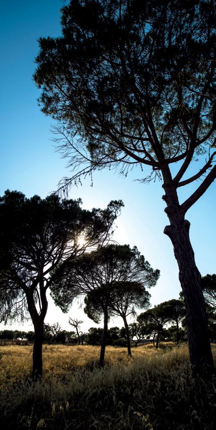 7 Bem perto da costa alentejana e da Comporta, Carvalhal e Tróia, a Herdade Vínica da Barrosinha convida a saborear os mil e um recantos e segredos da natureza.