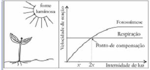 A figura mostra uma planta, iluminada por uma fonte de intensidade 2x, e o gráfico que relaciona as velocidades dos processos de fotossíntese e de respiração em função da intensidade