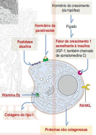 mineralização - Osteoprotegerina - Osteopontina - Fator