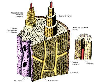 organização tecido ósseo maduro (lamelar) na calota óssea da diáfase Trajeto helicoidal das fibrilas de colágeno Sistema