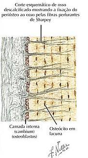 Periósteo Fixação do periósteo ao