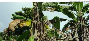 31/07/2017 Alerta para um novo fungo que ataca as plantações de banana Até o final de agosto, o Ministério da Agricultura, Pecuária e Abastecimento (Mapa) deve lançar alerta fitossanitário para