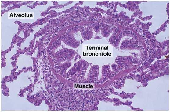 Bronquíolos Terminais Estrutura semelhante à dos bronquíolos, com parede mais delgada Última parte da porção