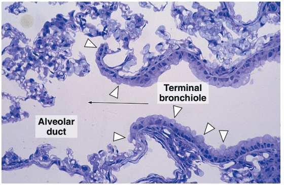 Ductos Alveolares Parede constituída por alvéolos pulmonares Epitélio cúbico muito baixo Entre a abertura de dois alvéolos