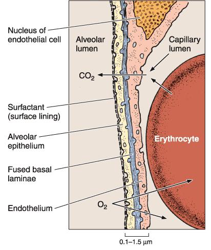 Parte do septo interalveolar O ar alveolar é separado do sangue capilar por: Citoplasma do