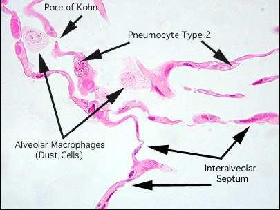 A parede interalveolar é constituída por 4 tipos de células: A parede alveolar contem poros de 10 a 15 µm Equalizam a pressão do ar dos alvéolos Células endoteliais dos capilares Pneumócitos tipo I