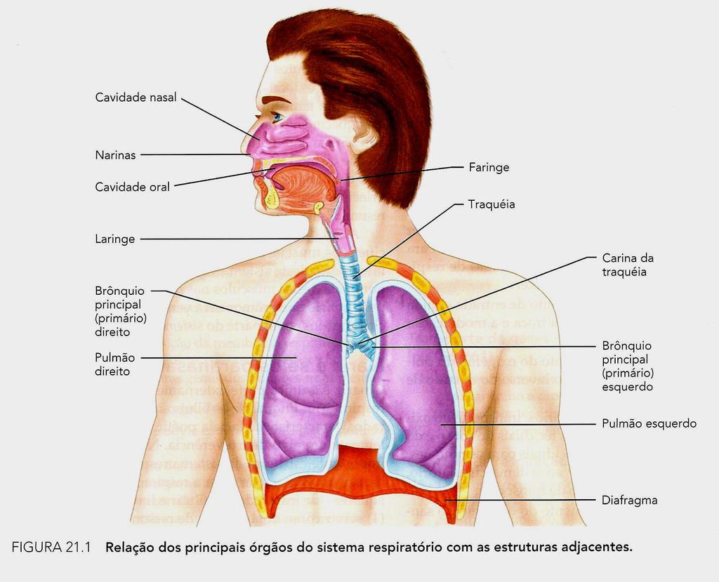 Anatomia do