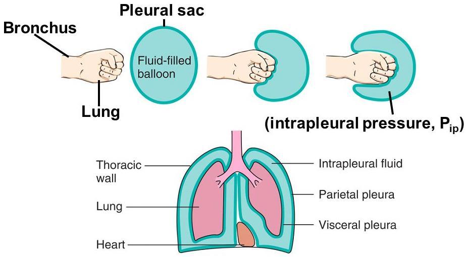 Espaço Pleural Camadas opostas são