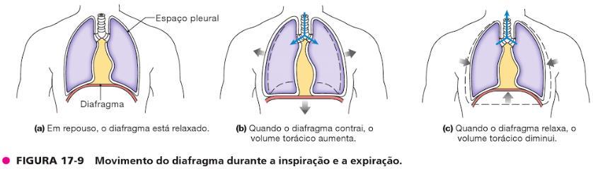 Músculos Respiratórios Diafragma Músculos da caixa torácica e diafragma promovem a expansão e retração da