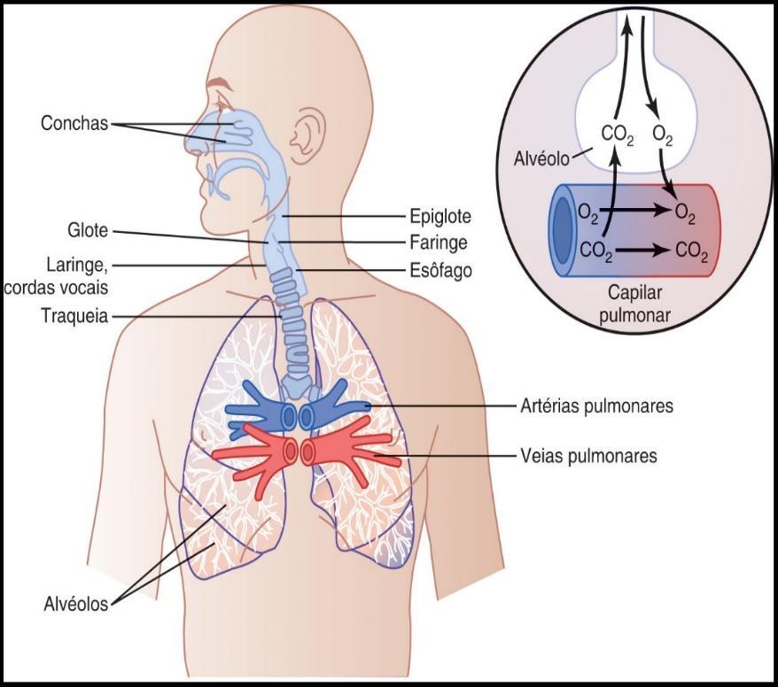 Funções do Sistema Respiratório TROCA GASOSA Obtenção