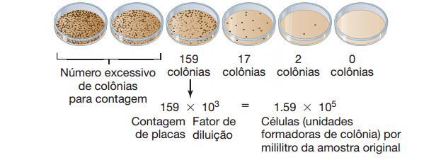 Quantificação bacteriana