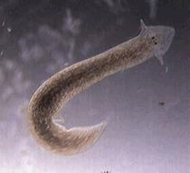 Classe Cestoda (cestóides): são parasitas intestinais de animais vertebrados, representados principalmente pelas tênias.