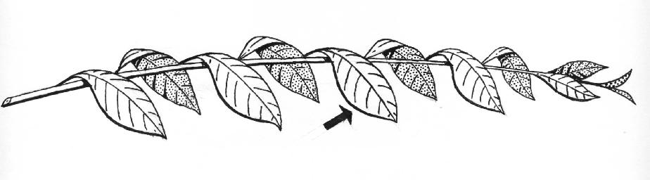 Programa de Nutrição de Plantas Frutíferas de Clima Temperado - AMEIXEIRA - 13 5 As folhas devem ser coletadas da porção mediana do ramo deixar. Não coletar mais de uma folha por ramo.