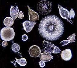 Algumas amebas de vida livre possuem uma espécie de carapaça que pode ser de grãos de areia ou de material produzido pela própria ameba, sendo chamadas de tecamebas.