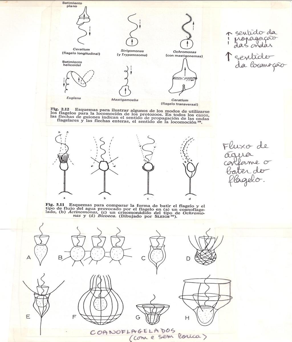 Classe Flagellata Batimento de