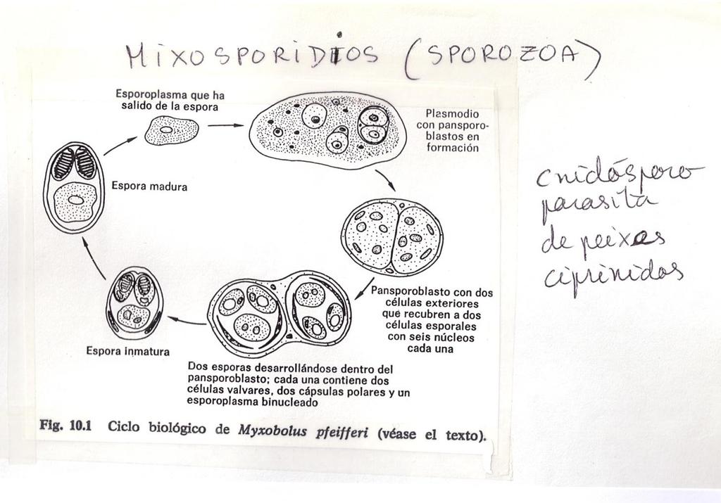 Classe Sporozoa Parasitas Mixosporídios