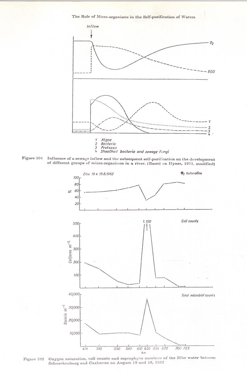 Teia Alimentar Microbiana Modelo conceptualizado num estuário Foz Processo de