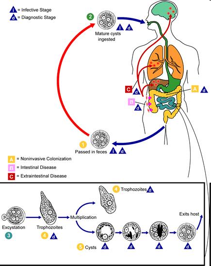 Protozoários Entéricos Patogénicos do Homem Entamoeba histolytica disenteria aguda amíbica (amibíase), transmissão directa