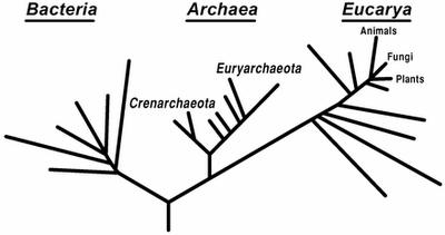 Domínios de Woese Ancestral comum?