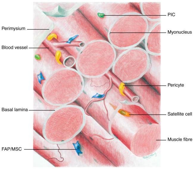 Células tronco intersticiais ( side population) e células tronco satélites PW1+/Pax7-/ CD31-