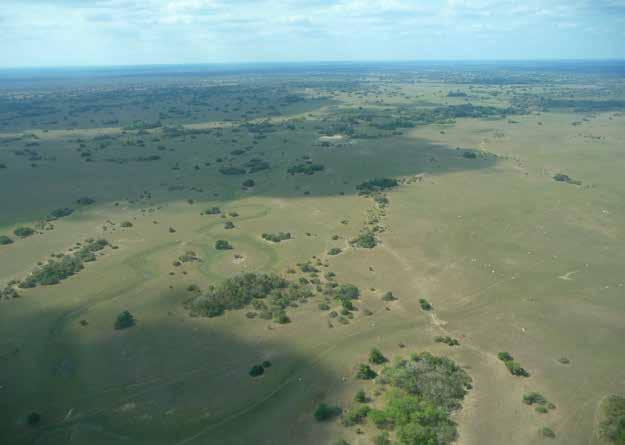 Fotografia: Regeneração em área de Alteração Natural/Manejo Localização da Fotografia: Latitude -18.703456 Longitude -56.