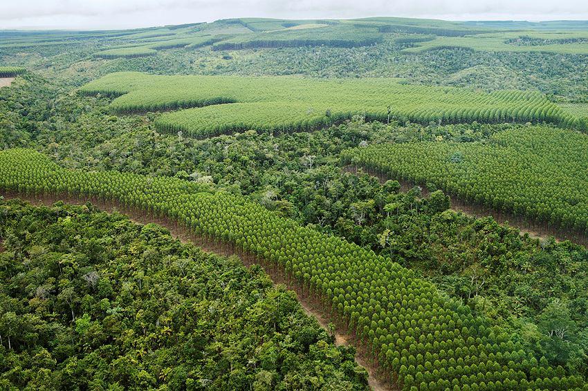 Contribuição Ambiental Florestas plantadas não competem com agricultura tradicional Restauração de terras