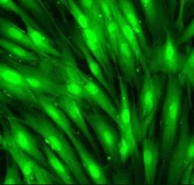 PhytoCellTec TM Malus Domestica Efeito na expressão gênica em fibroblastos dérmicos senescentes Linha celular: Fibroblastos dermicos humanos normais