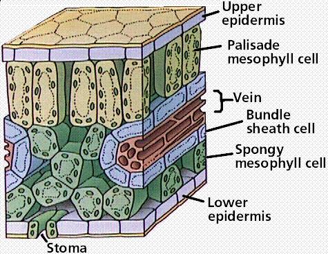 C 3 Epiderme superior Parênquima paliçádico Nervura Bainha vascular Parênquima esponjoso C 4