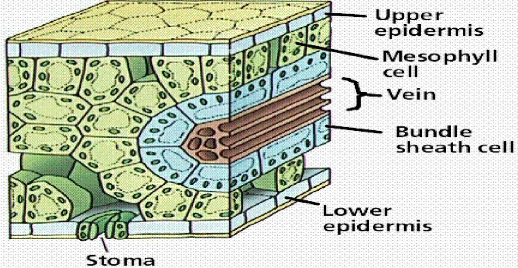 vascular Parênquima esponjoso Epiderme inferior Células da bainha do feixe vascular tem parede