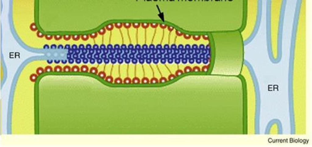 Biol. 18: R324-325.