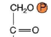 + 3 P i 3 ATP Regeneration Rubisco 3 x CO 2