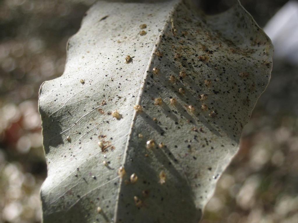 Percevejo Bronzeado Espécie: Thaumastocoris peregrinus O Inseto de corpo achatado e mede 3 mm de comprimento.