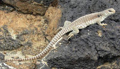 Deserto do sul da California Dipsosaurus dorsalis Uso de diferentes micro-habitats ao longo do dia Aclimatação e Mudança Ambiental Aclimatação: é uma mudança reversível na estrutura ou funcionamento