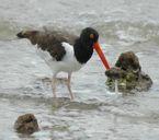 lidar com as mudanças Aves Migratórias Neotropicais Especies de aves que se reproduzem em primavera na América do Norte e passam o inverno no Mexico, Caribe e América do Sul Rotas de