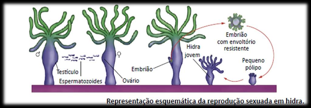 Reprodução