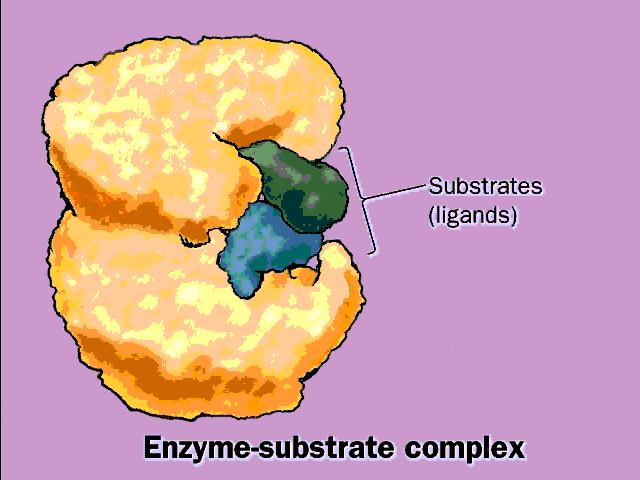Especificidade enzimática Deriva da formação de múltiplas interações fracas entre a enzima e a molécula do substrato