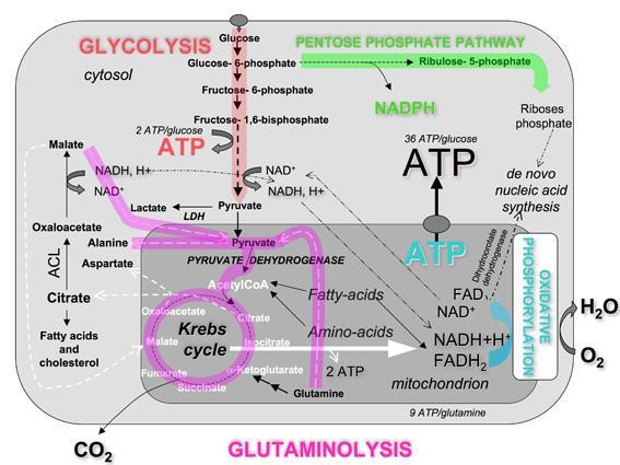 Participam das vias bioquímicas Enzimas realizam o controle preciso do metabolismo celular O metabolismo