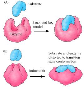 Enzimas são específicas para o reconhecimento de seus substratos.