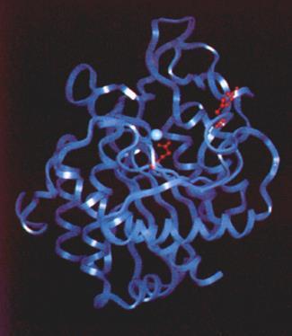 Carboxipeptidase A é uma enzima digestiva da classe das metaloproteinases.