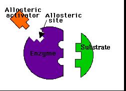 Enzimas alostéricas possuem uma região diferente do sítio ativo ao se liga um efetor ou modulador alostérico.