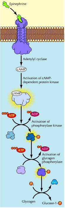 A regulação do metabolismo intermediário, por exemplo, síntese e degradação de lipídeos e carboidratos envolve etapas de alosteria e modulação covalente Em resposta ao hormônio adrenalina ou