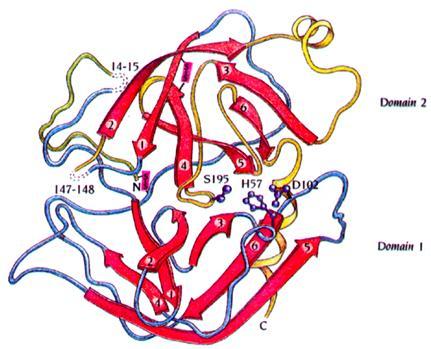 A enzima digestiva quimotripsina é sintetizada como quimotripsinogênio, com um cadeia única, impossibilitando a montagem do sítio ativo, formado pela His57, Asp102 e Ser195 (em rosa).
