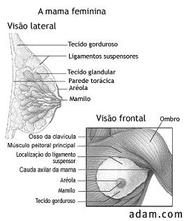 pares, suscetíveis à estímulos neurohormonais (SILVA & FERRARI, 2002). Cada mama posiciona-se sobre a segunda e a sexta costelas e ventralmente sobre os músculos da região peitoral.